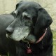 Travel Tag - "Woof! Track the Geodog!" - Rouge