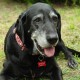 Travel Tag - "Woof! Track the Geodog!" - Rouge