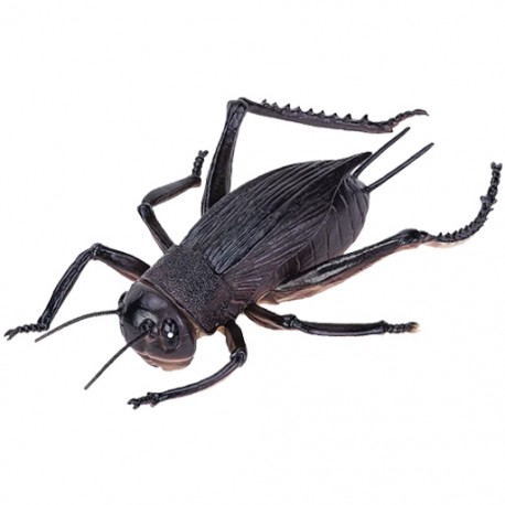 Cache "Créature" Insecte - Gros Grillon