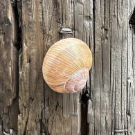 Cache "Escargot" magnétique