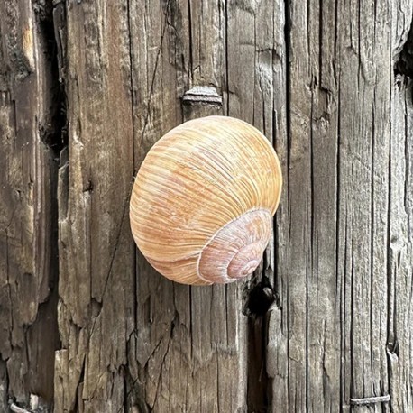 Cache "Escargot" magnétique